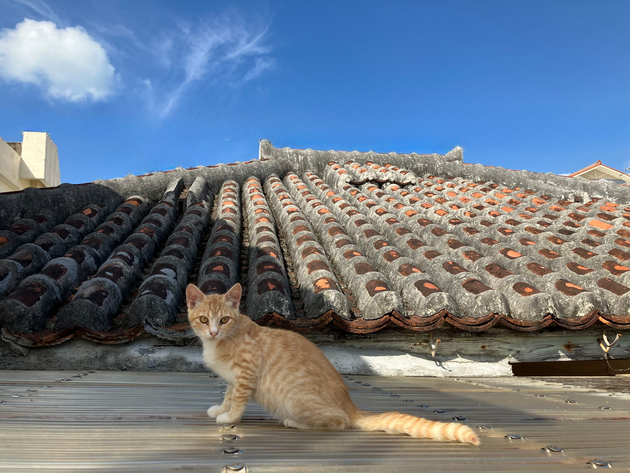 古物■1g-a12★送料込（北海道・沖縄・離島以外）★定本 茶の湯表千家 上下巻 千宗左 主婦の友社 宅配便発送 古物□1g-a12☆送料込（北海道・沖縄・離島以外）☆函無 著者署名